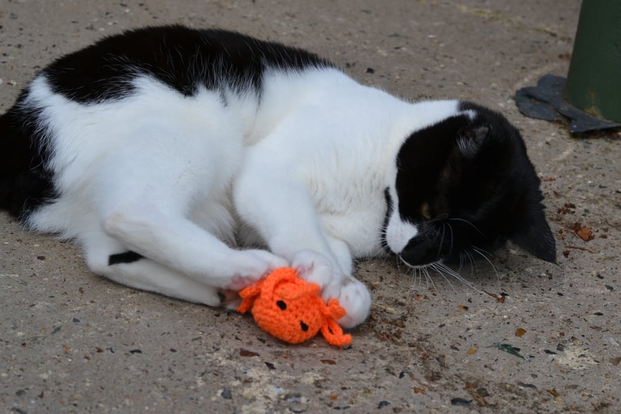 Orange Octopus cat Toy