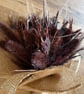 Dried Flower Bouquet Burgundy Boho Rustic Arrangement Poppy Seed Heads & Bun - Image 6