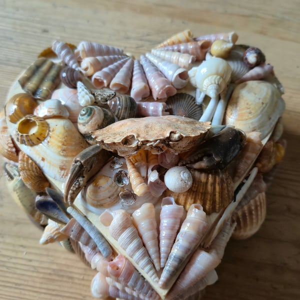 Shell box 