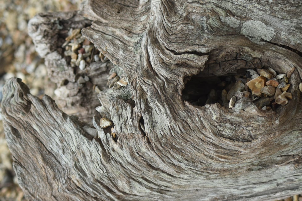 Seven Maples Art & Illustration