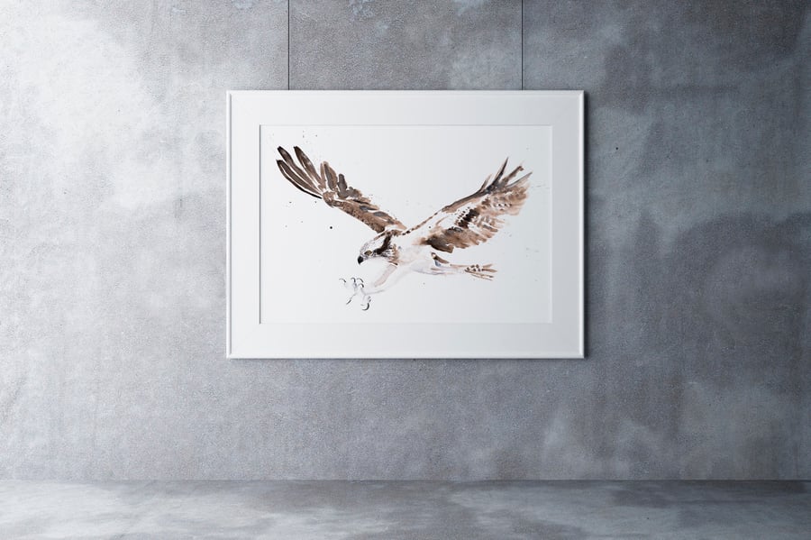Osprey Watercolour Painting - Limited Edition Bird Print