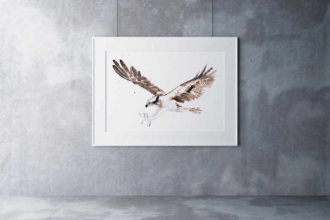 Osprey Watercolour Painting - Limited Edition Bird Print