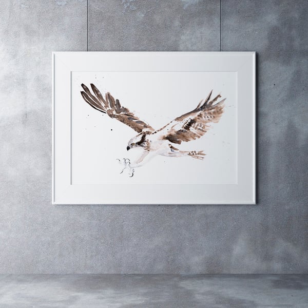 Osprey Watercolour Painting - Limited Edition Bird Print