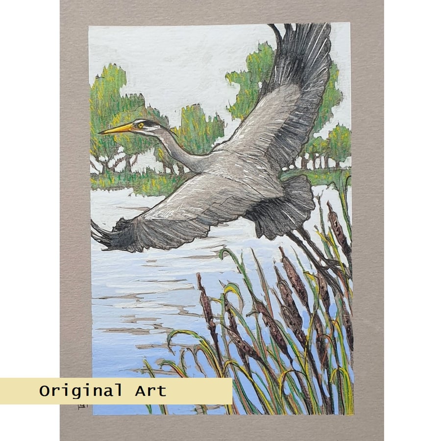 Grey Heron Taking Off.  Original bird artwork, bird drawing