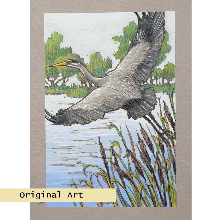 Grey Heron Taking Off.  Original bird artwork, bird drawing