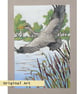 Grey Heron Taking Off.  Original bird artwork, bird drawing