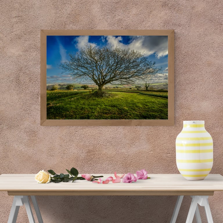 Cornish Oak Tree in a Field of Daffodils with views towards St. Austell.