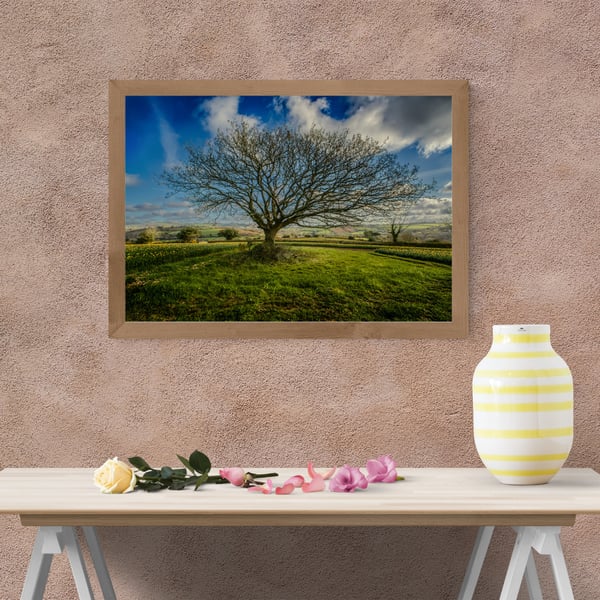 Cornish Oak Tree in a Field of Daffodils with views towards St. Austell.