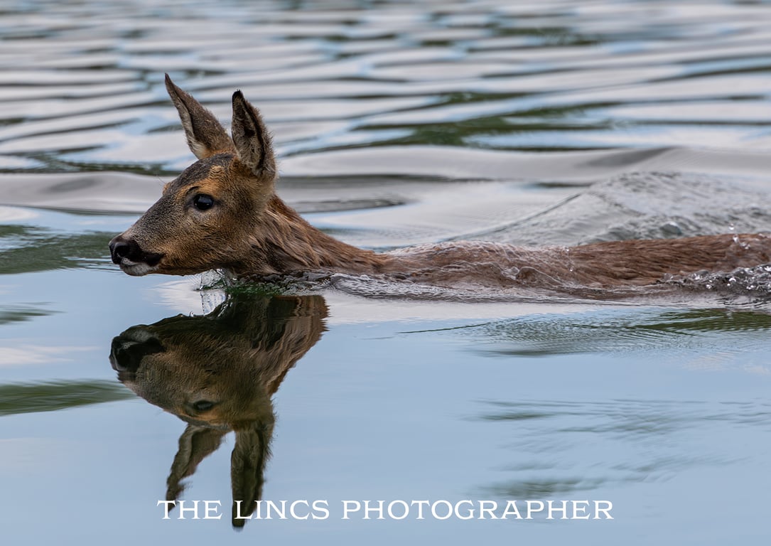 Roe Deer print (Limited edition of 10)