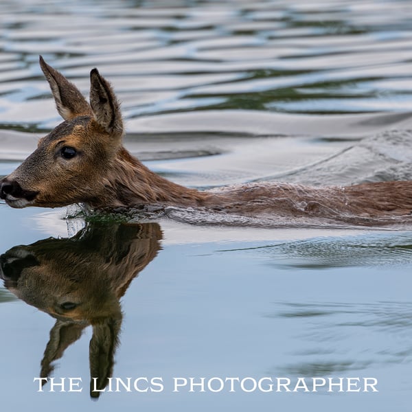 Roe Deer print (Limited edition of 10)