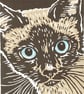 Siamese Cat with blue eyes - Image 1