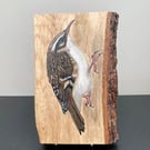 Tree creeper original painting on Oak wood