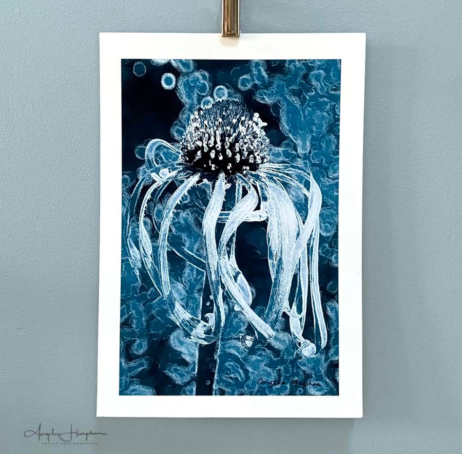 Echinacea Blue Fine Art Photograph