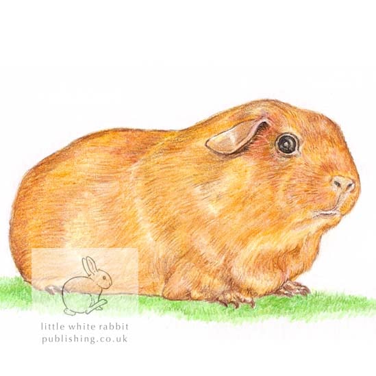 Goldie the Guinea Pig - Blank Card