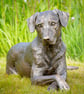 Lying Mixed Breed Rescue Dog Statue Large Bronze Resin Garden Sculpture