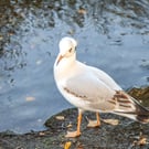 Photographic Greetings Card featuring a Black Headed Gull beside water.