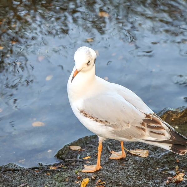 Photographic Greetings Card featuring a Black Headed Gull beside water.