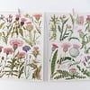 Botanical drawings - flowers - thistles