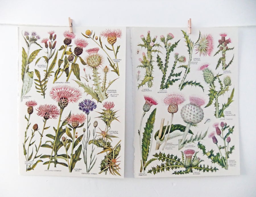 Botanical drawings - flowers - thistles
