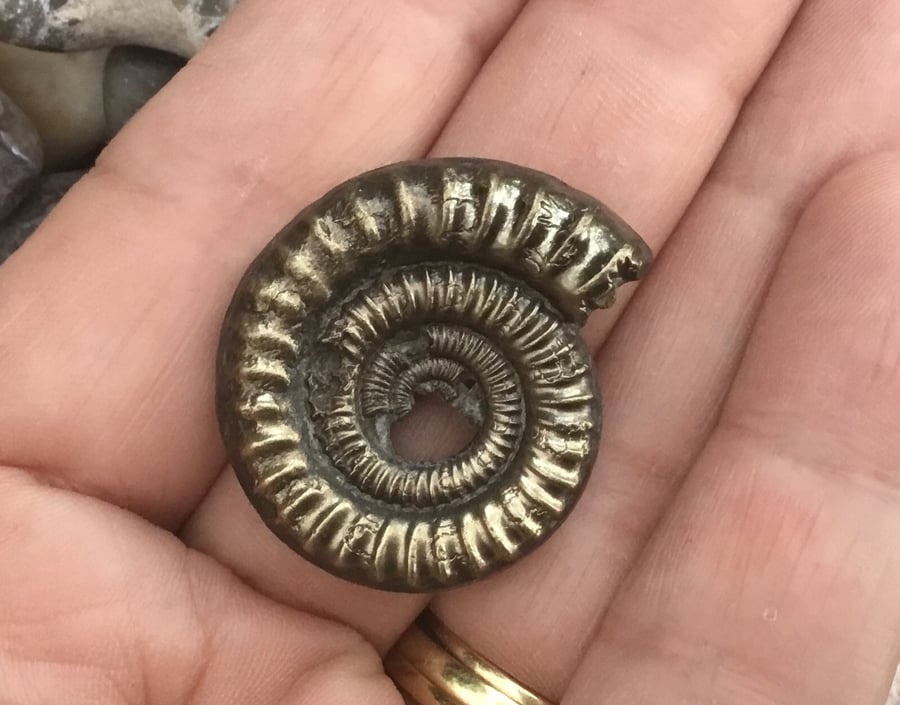 Stunning Large Golden Pyrite Ammonite Fossil for Crafting Project.