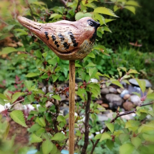 Garden Sparrow