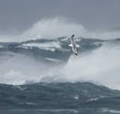 Storm Gull