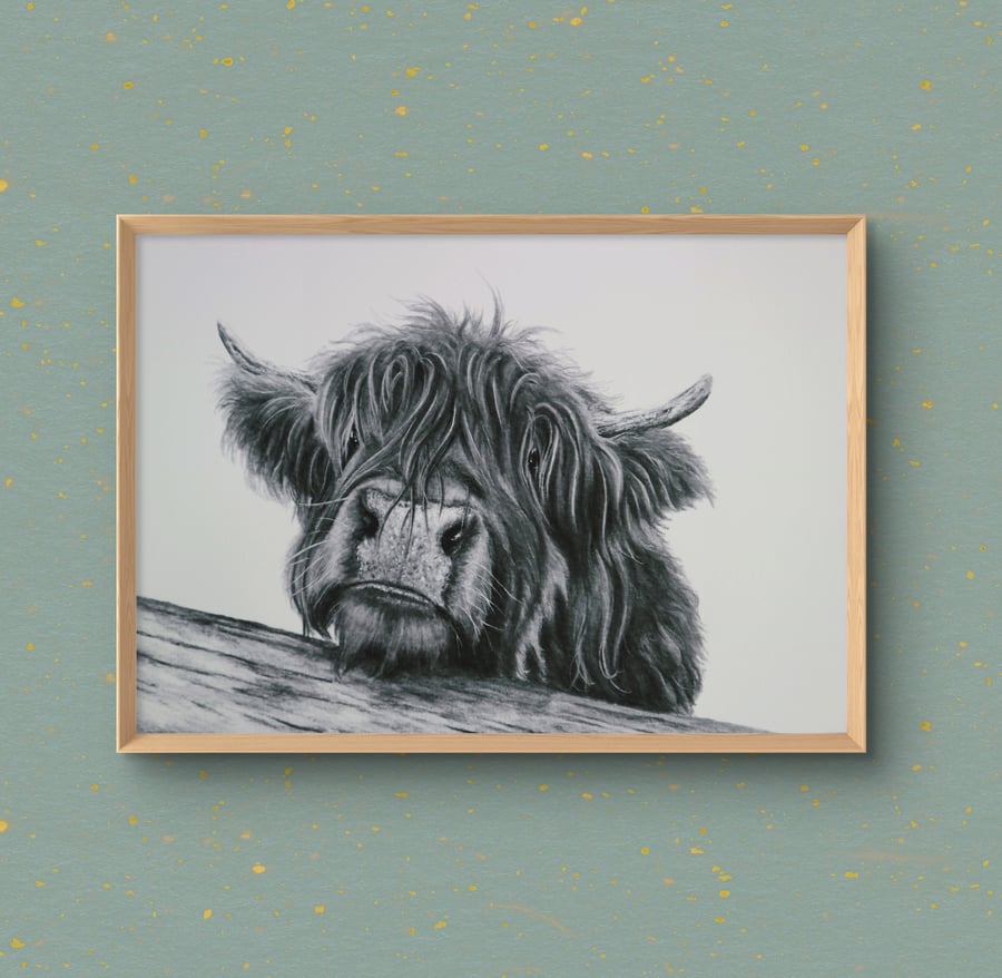 "Harry" the Highland Coo