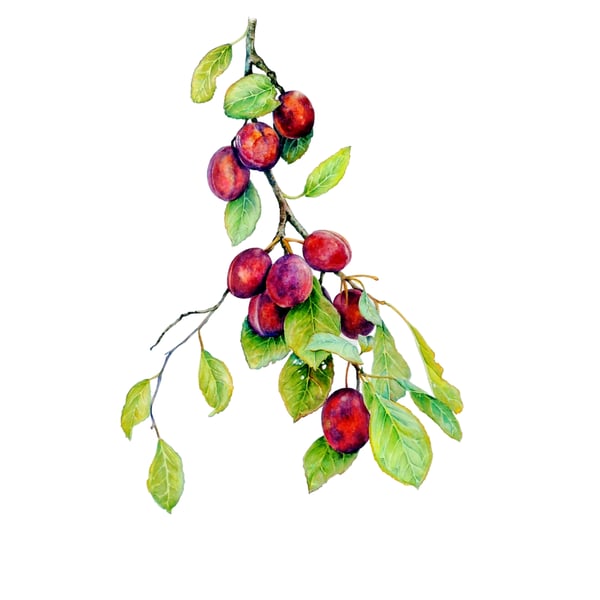 Plum Botanical Fruit Original Watercolour Painting