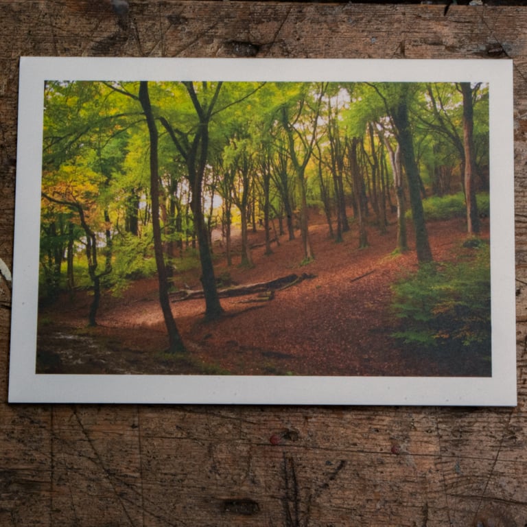 Beech Woodland, A6 Greetings Card Woodland Photography
