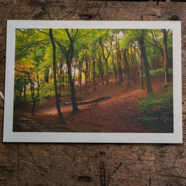 Beech Woodland, A6 Greetings Card Woodland Photography
