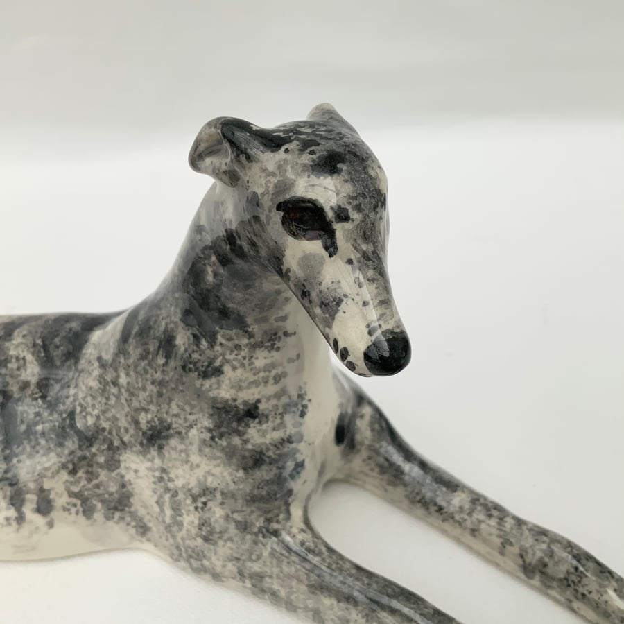 Grey & White Brindle Greyhound
