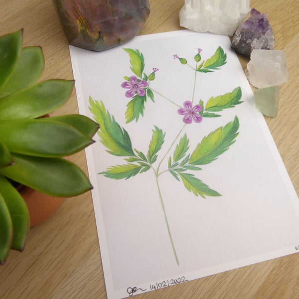 Limited Edition Purple Wildflower Art Print, Herb Robert Art Print - A5