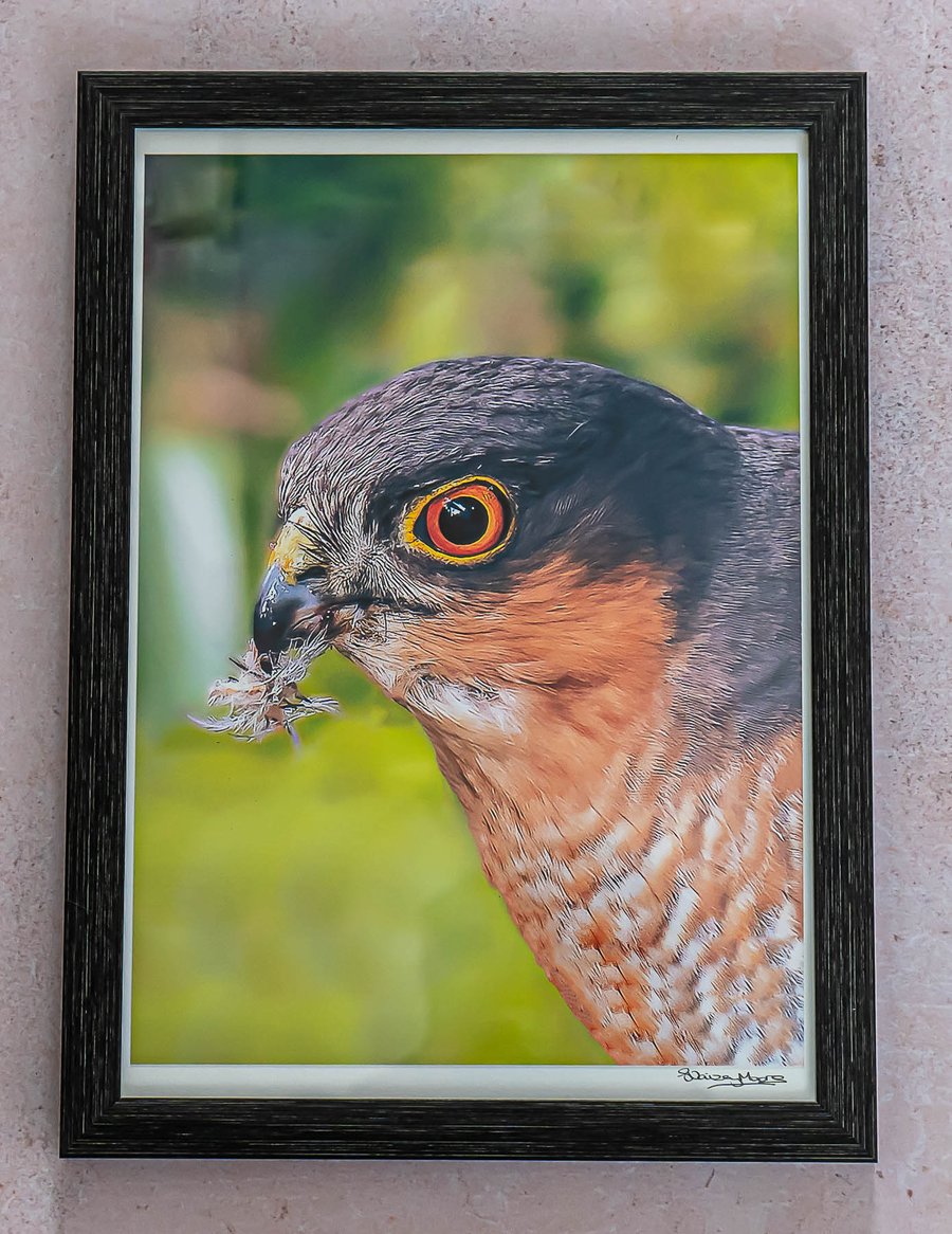 Sparrowhawk - Framed Photo