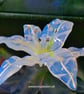 Handmade Fused Glass Lily Opaline White Stripe No 3 of 3.with Wall-mounting - Image 4