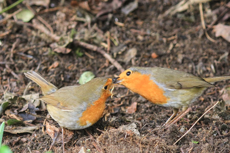 Mounted Photograph of Two Robins