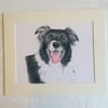 BORDER COLLIE ART PRINT 