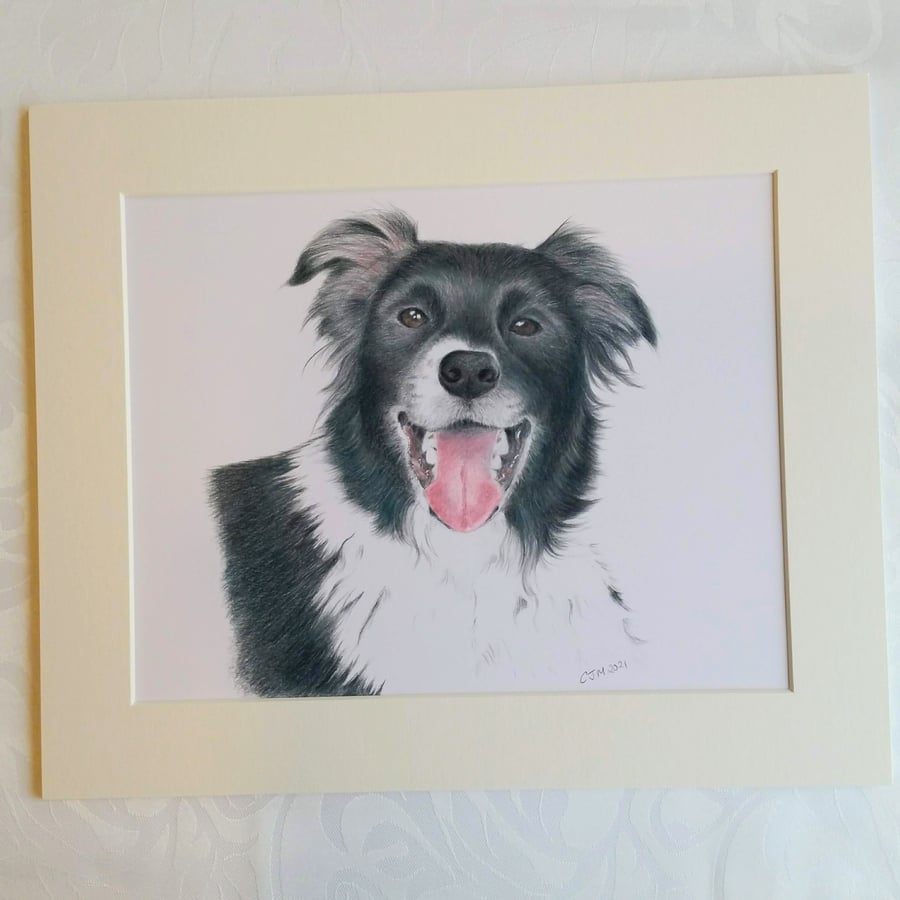 BORDER COLLIE ART PRINT 