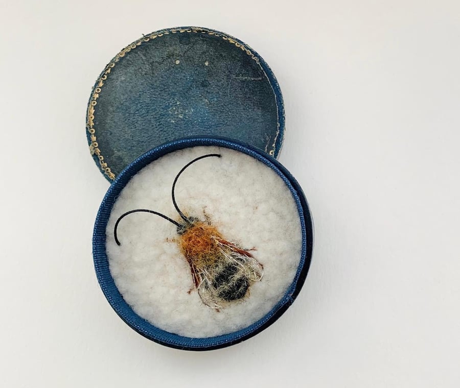 Bee 224 Eucera nigrescens - Male Scarce Long-horned Bee