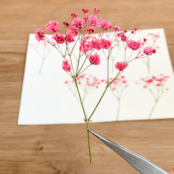 Pressed Flowers Dyed Pink Baby's Breath Pressed Gypsophila 20 pcs Wedding Decor 