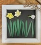 Daffodils in bloom picture