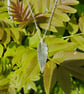 Ash Leaf Necklace - Image 2