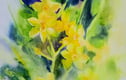watercolour paintings