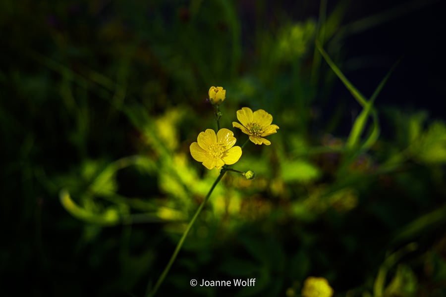 Photographic Image of Buttercups, for Wall Art Display
