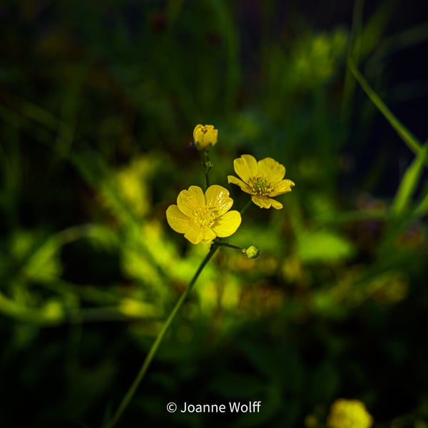 Photographic Image of Buttercups, for Wall Art Display