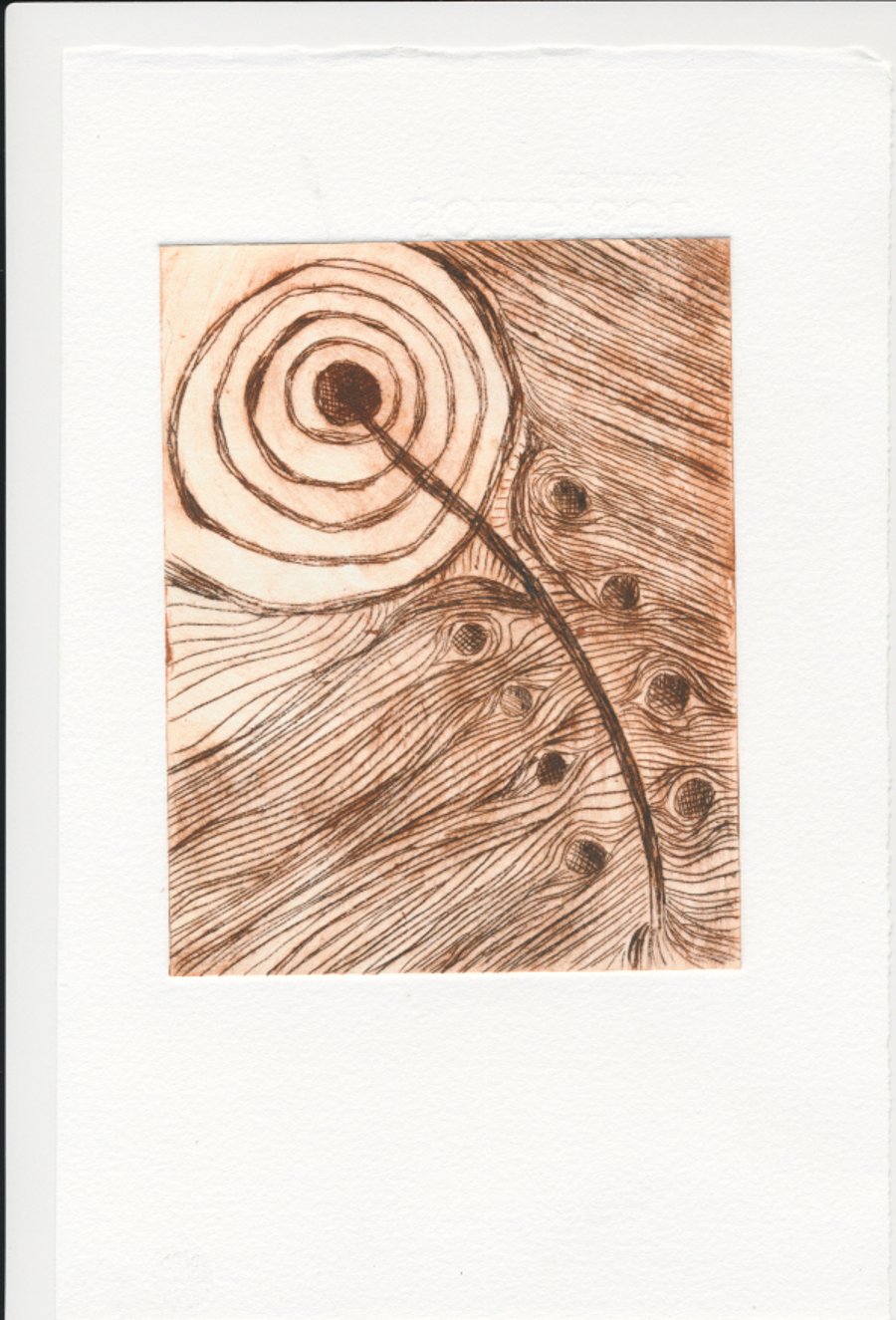 Feather - drypoint print in variable edition of 6