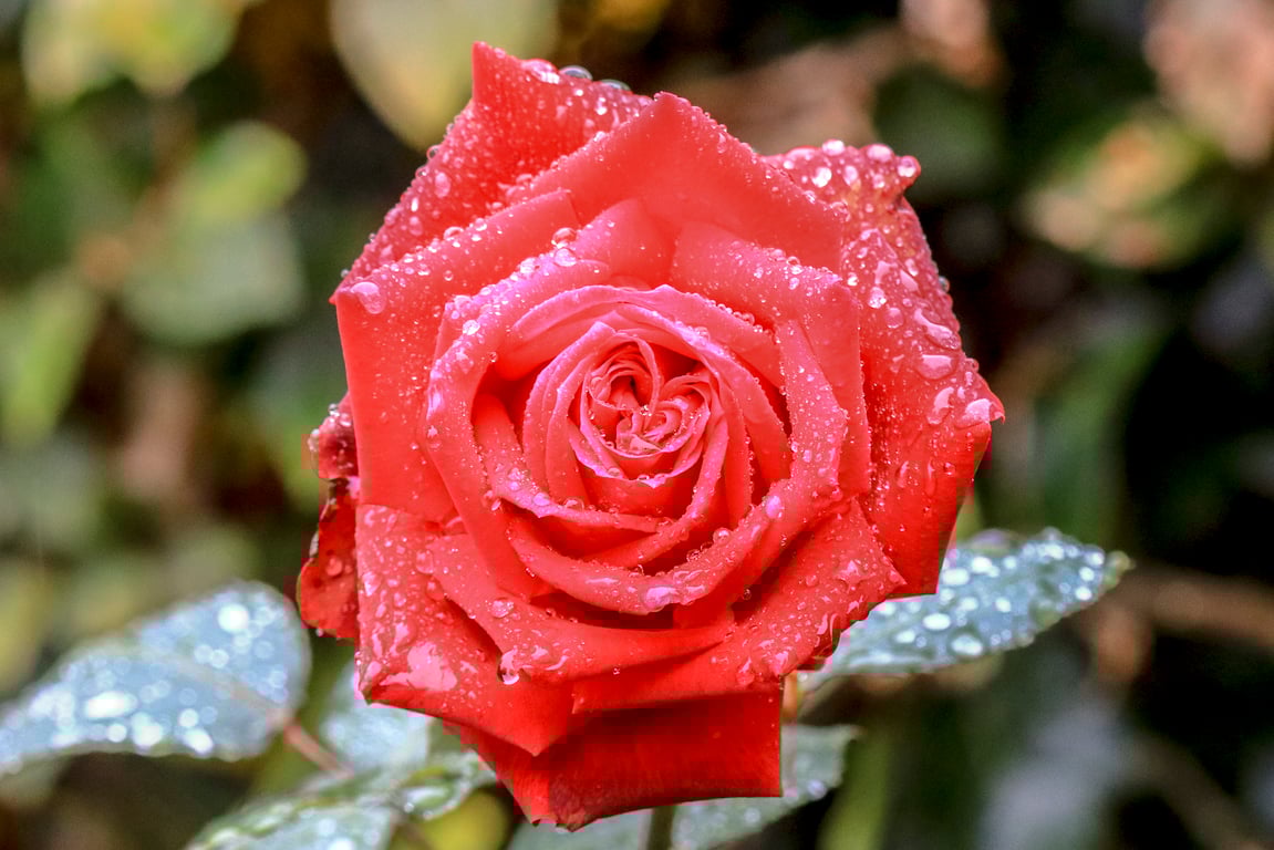 Nature Greetings Cards -  Red Rose with raindrops