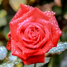 Nature Greetings Cards -  Red Rose with raindrops