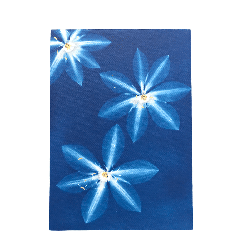 Original Wall Art, Cyanotype Photogram Gift, Art as a Gift 
