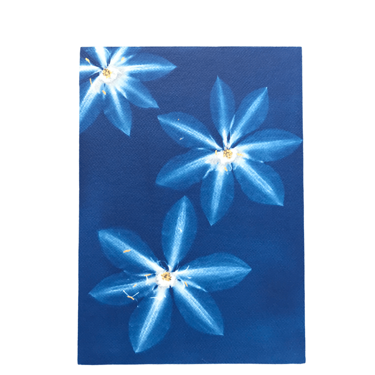 Original Wall Art, Cyanotype Photogram Gift, Art as a Gift 