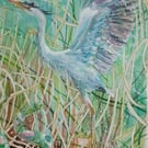 Blue Heron watercolour